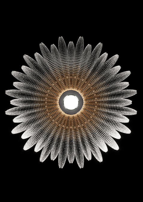 Agave